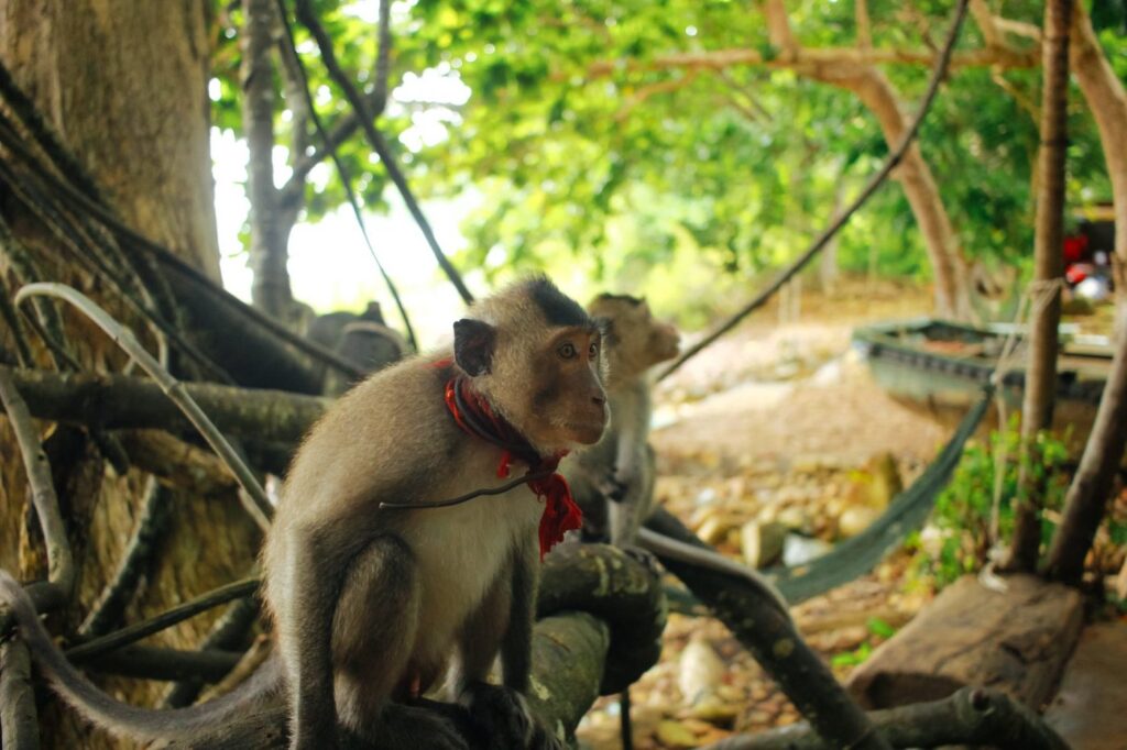 du-lich-con-dao-nen-di-dau-?-top-9-cac-dia-diem-dep-nhat-con-dao16