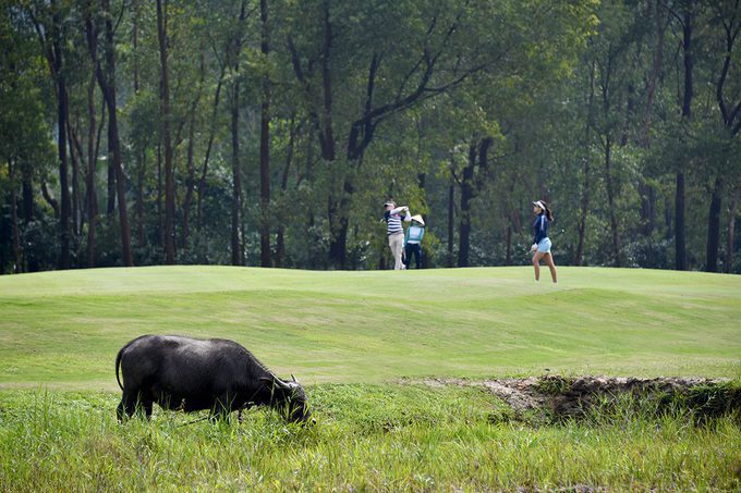 Trồng lúa trong sân golf - Sự kết hợp đặc biệt ở sân golf Laguna Lăng Cô